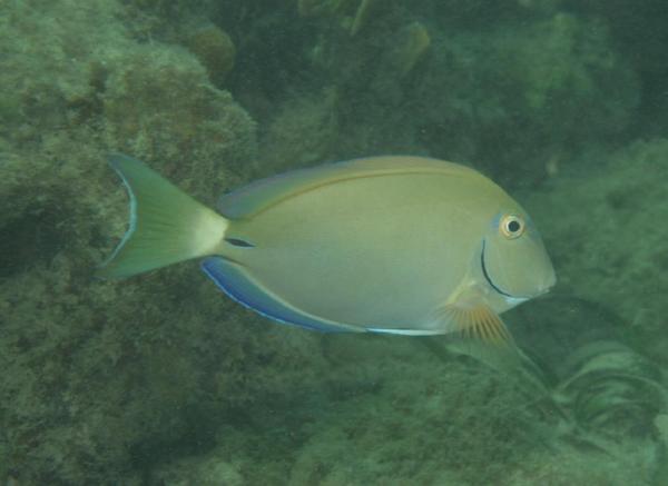 Acanthurus bahianus (Pesce chirurgo nero)